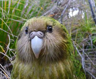 Kakapò cute bird