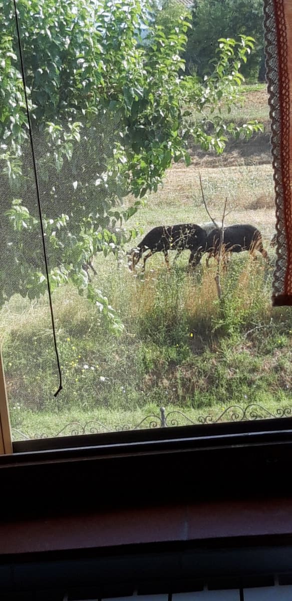 Belle le pecore, vederle ogni mattina. Bello anche il puzzo di merda ogni mattina. PS. É pieno.