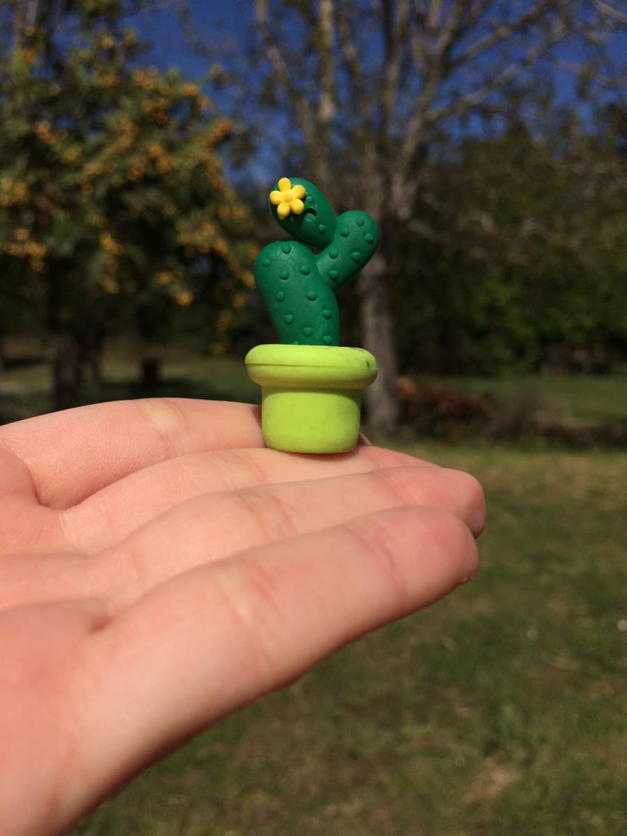 Un piccolo cactus?