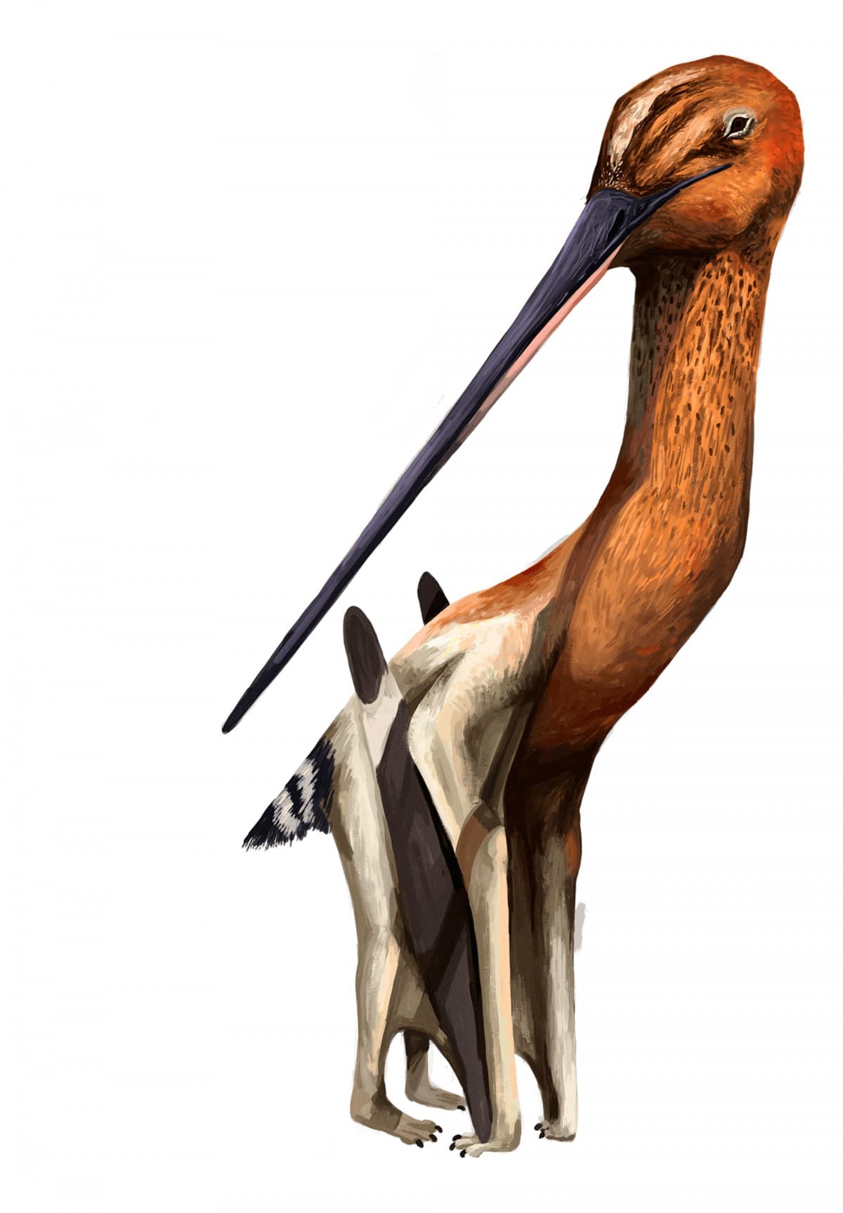 Hanno descritto un nuovo pterosauro, il primo fino ad ora scoperto con questo tipo di becco 