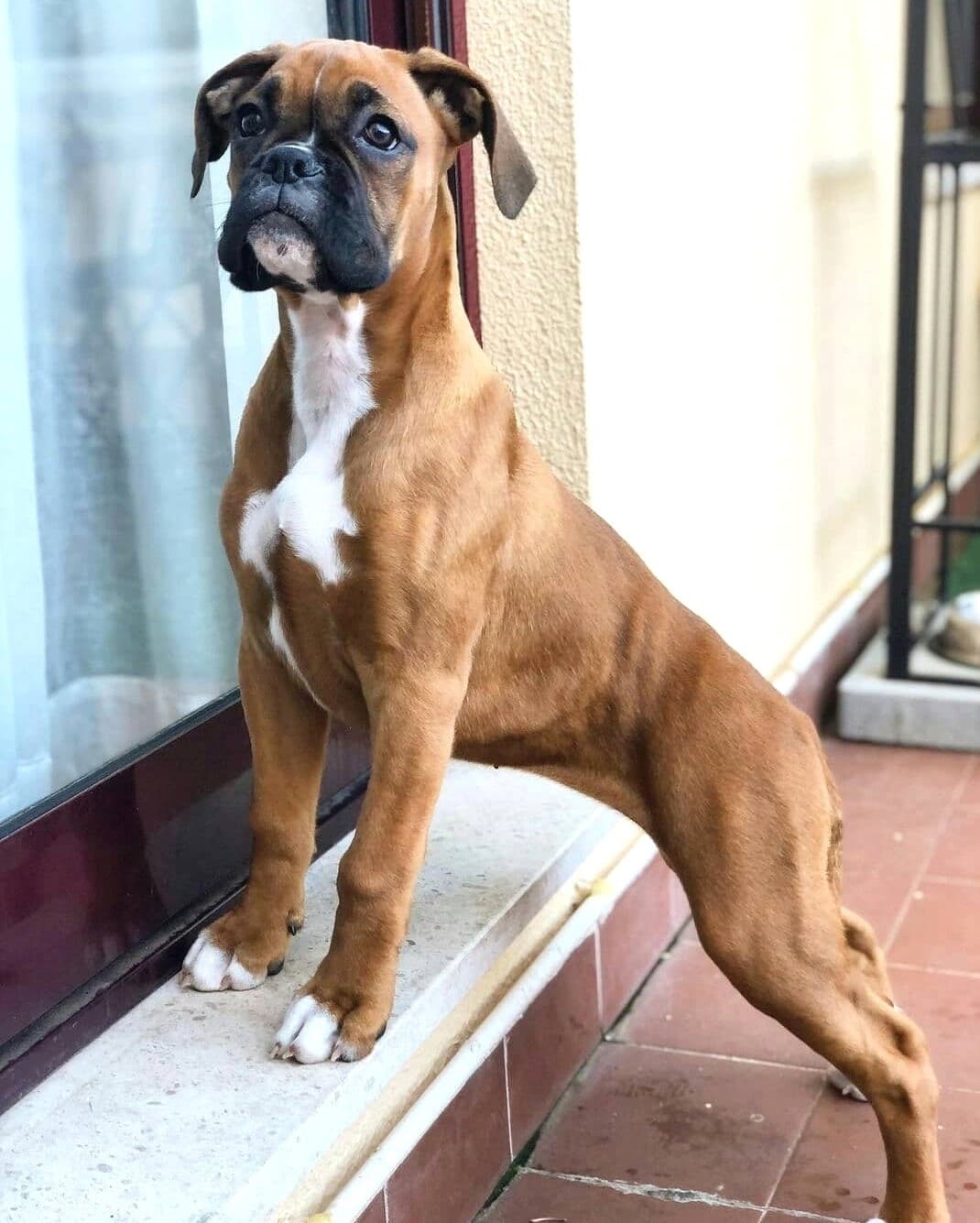 Adoro i boxer 