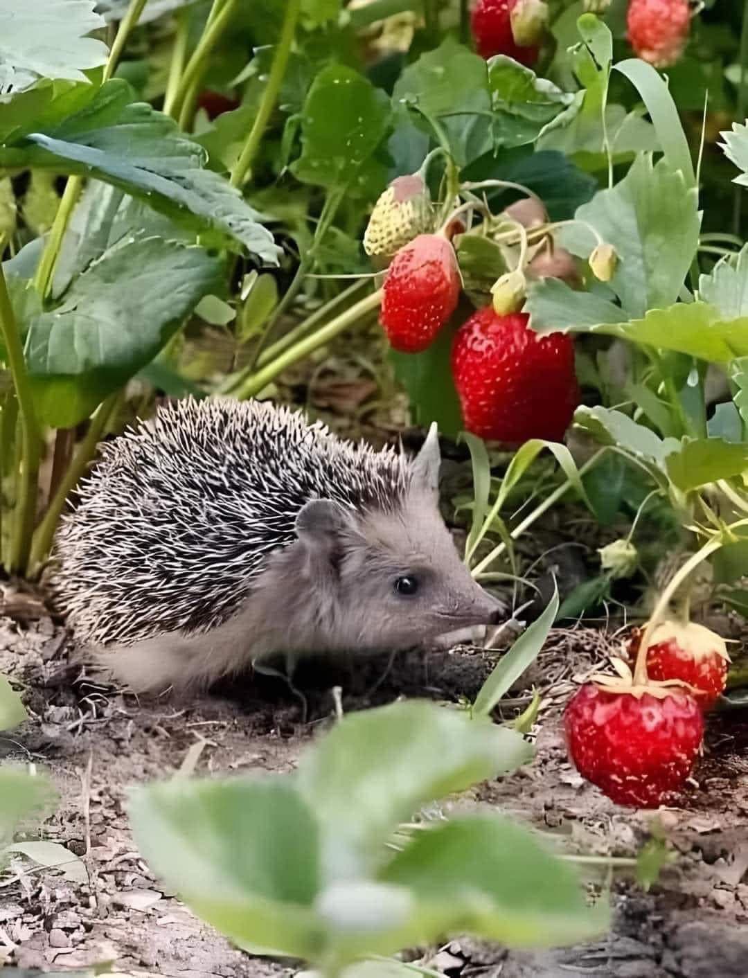 Moto importante!!! 🦔🐾🌱🌳🟢🟢♻️