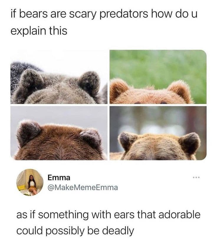 Non mi sorprende che abbiano scelto l'orso, siamo realisti quale cazzo di superpredatore pericoloso ha delle orecchie simili? 