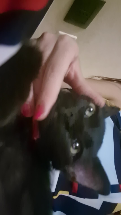 Quando il gatto trovatello che hai salvato ti ha scelto 