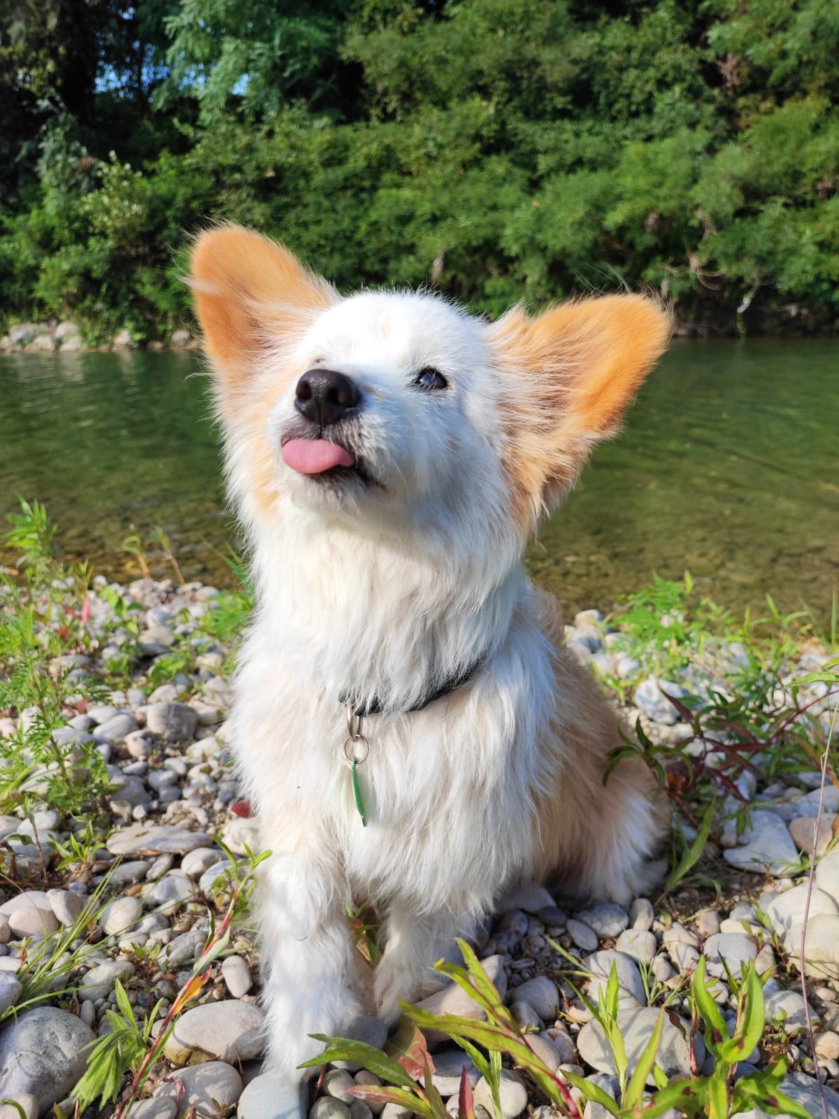 #giornatamondialedelcane