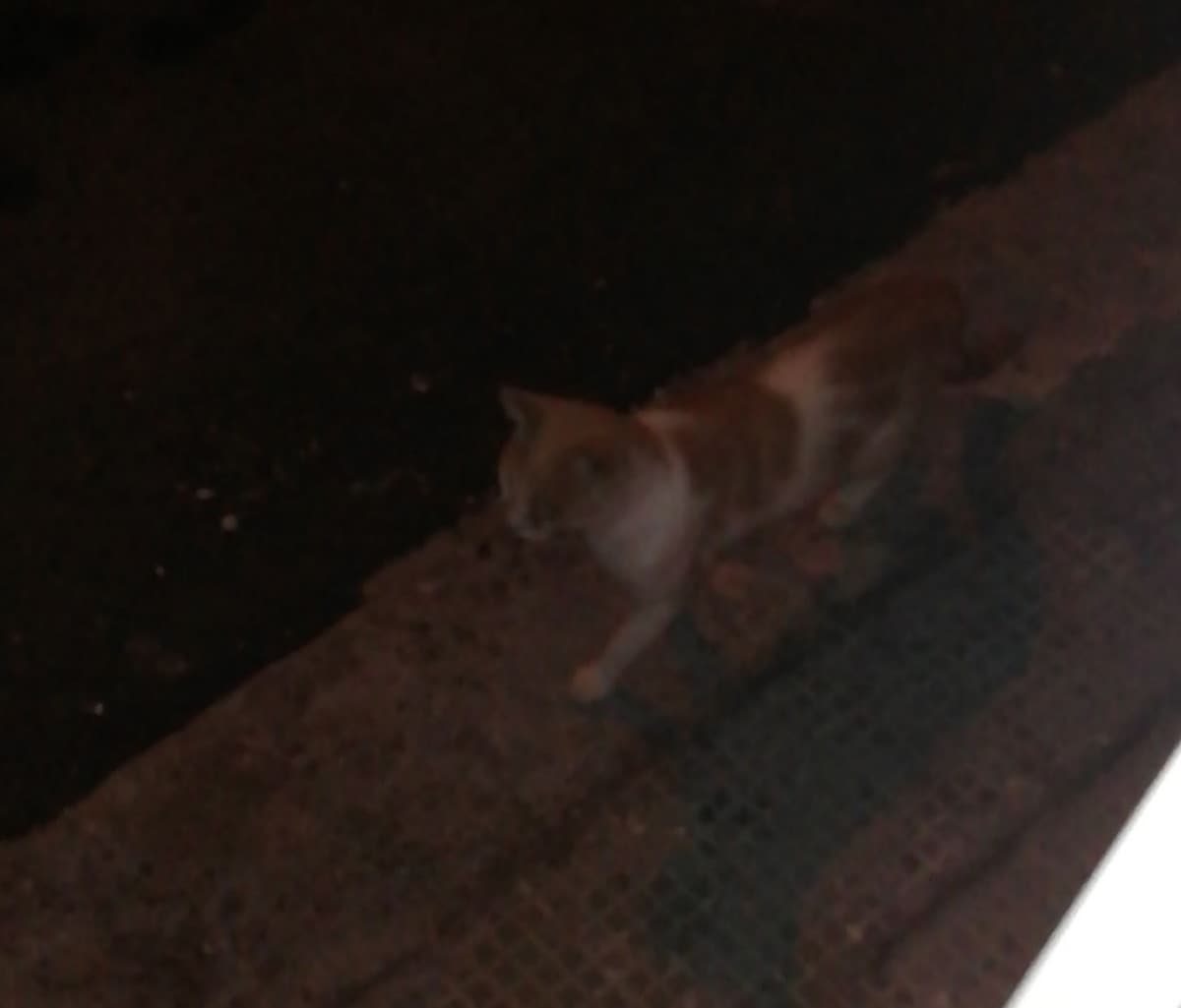 Quando vuoi fotografare i fulmini dalla finestra della tua camera e d'un tratto ti senti osservato dal gatto dei vicini che vaga per le strade. Inquietante a dir poco. 