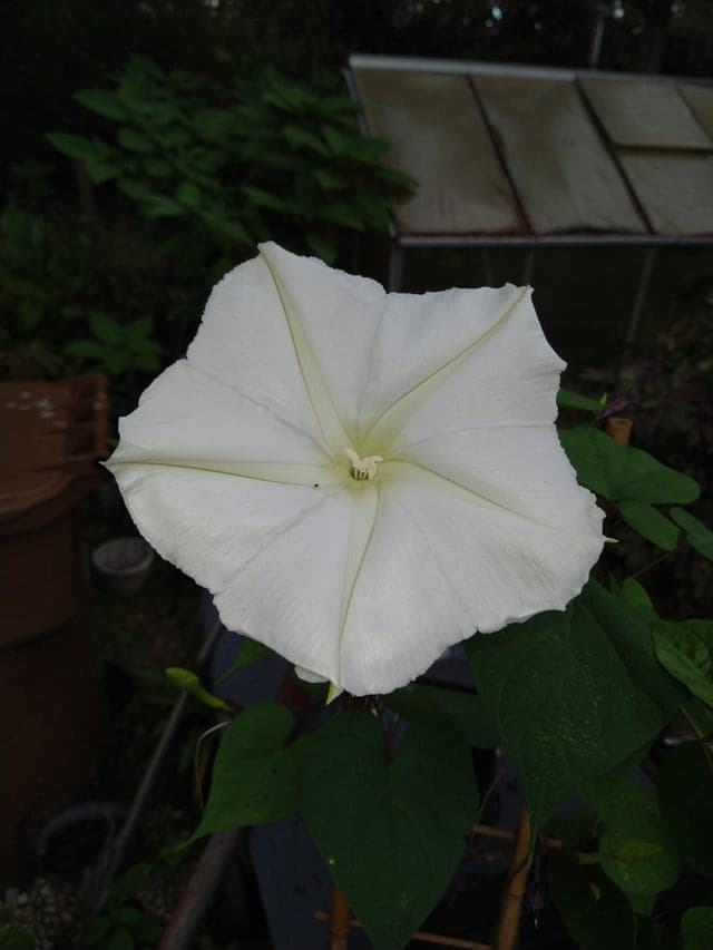 curiosità in fiore 🌸💐🌹: IL FIORE DELLA LUNA 🌒🌙🎑 (o ipomea alba)