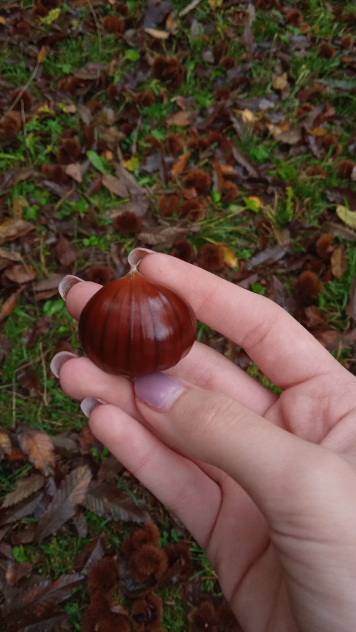 finalmente ha smesso di piovere, quindi siamo usciti subito a cogliere le castagne 