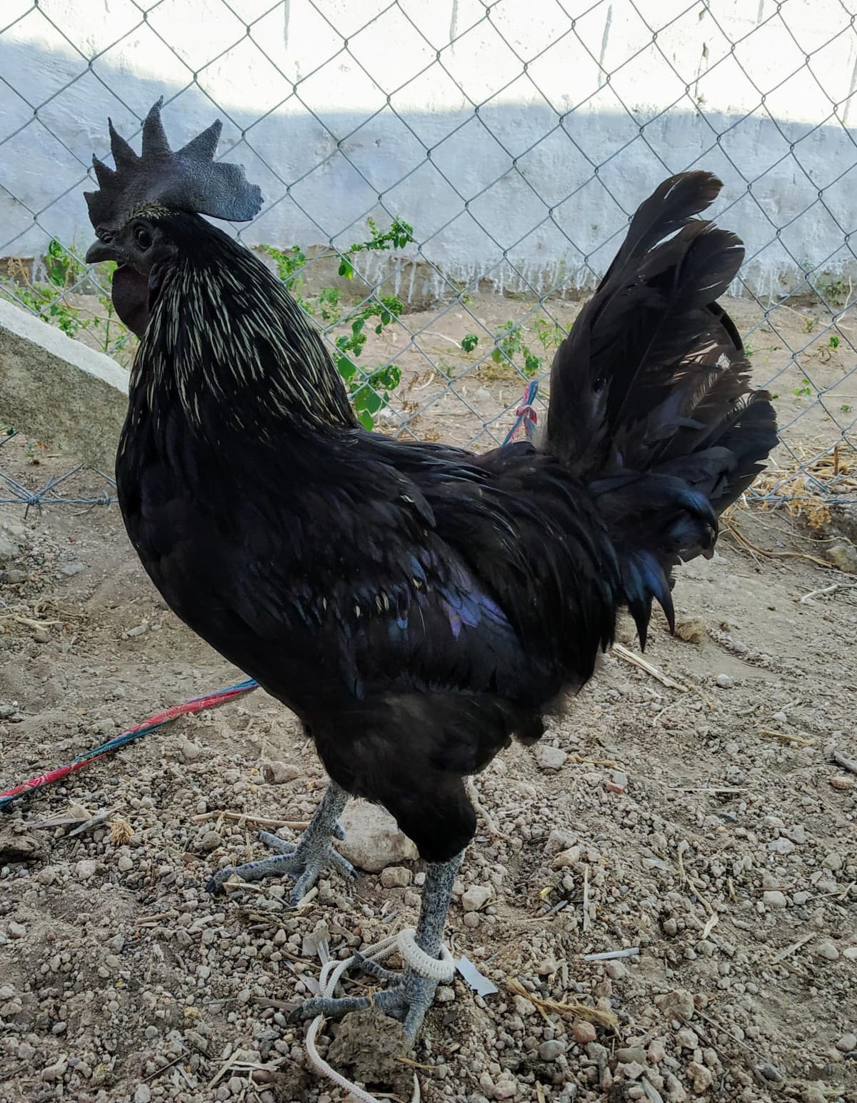 I'll show u my cock... pls don't judge me