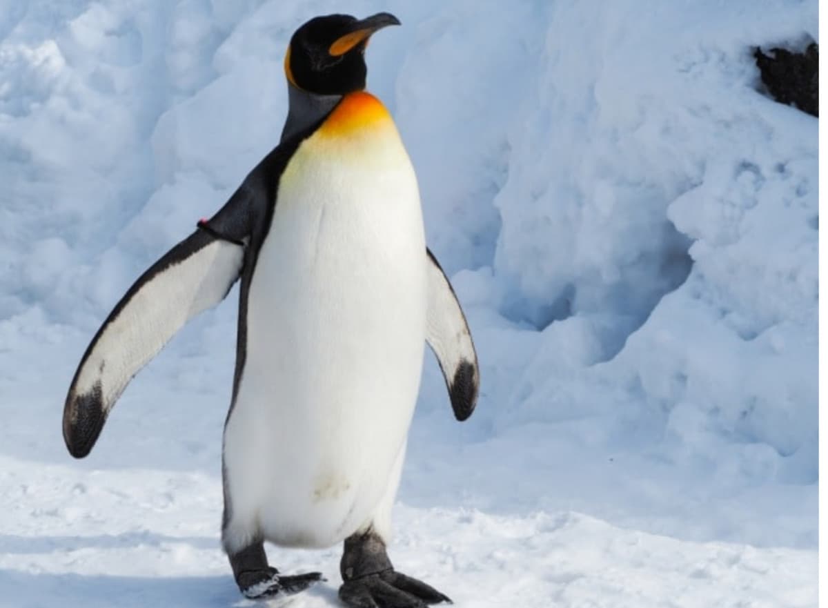 Ecco un pinguino 