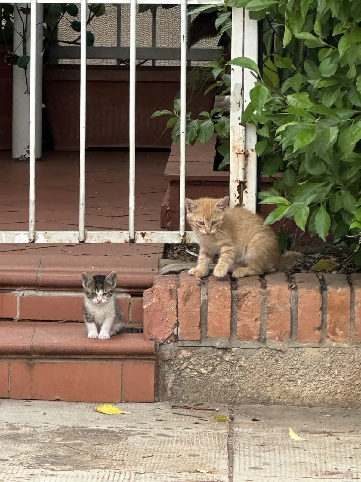 Questi gattini continuano a seguirmi!! Vorrei portarlo a casa!!!! Sono troppo carini🥲🥰