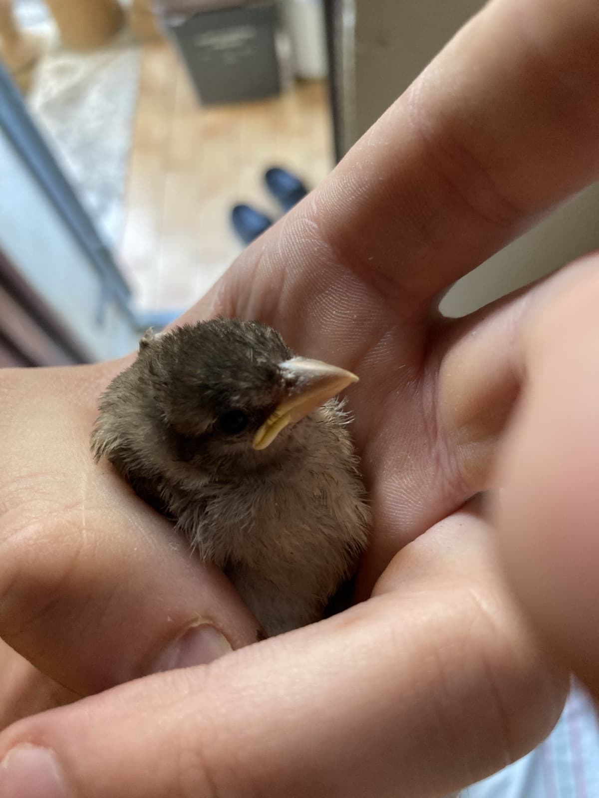 Ecco cosa ho trovato oggi nel giardino 