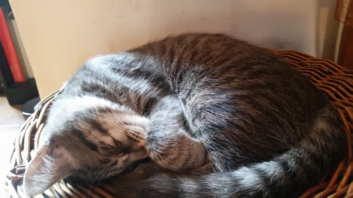 Signori e signore, vi presento il mio gatto Pico❤