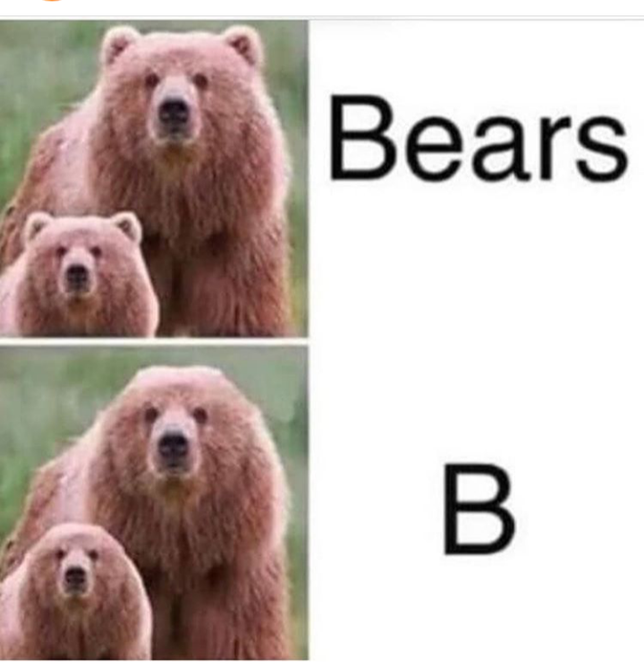 Bears 