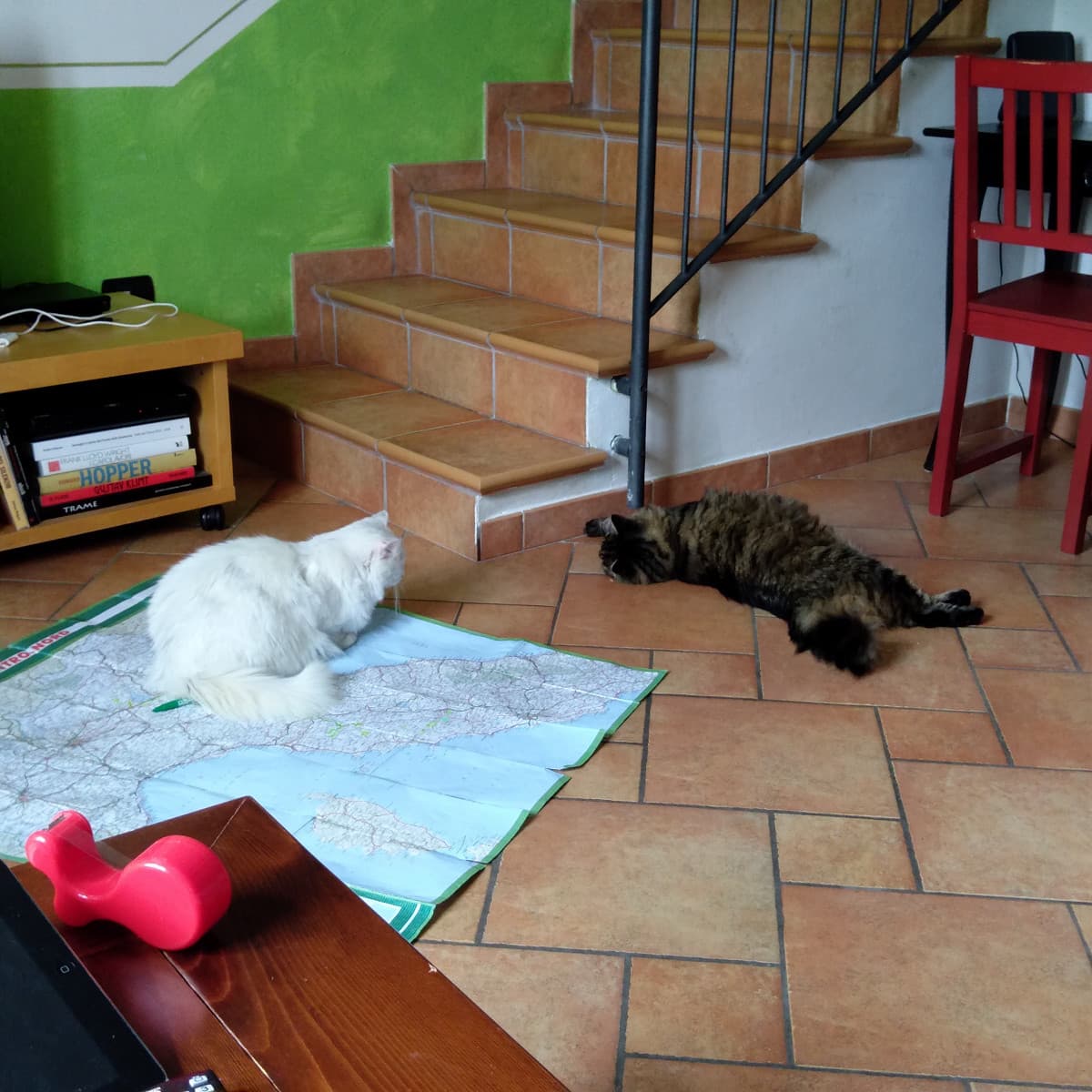 I gatti hanno invaso la cartina