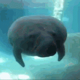 Un dugongo è per sempre 