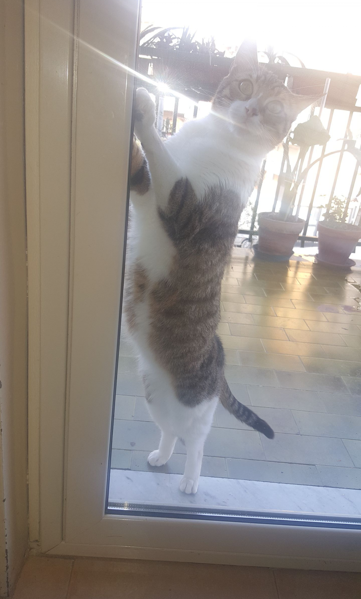 Mi dispiace Romeo fai troppi disastri in casa per un po di tempo starai fuori, perfino il gatto è più alto di me. ? #scherzo #monello  