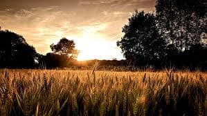 Adoro i campi di grano al tramonto parte 4