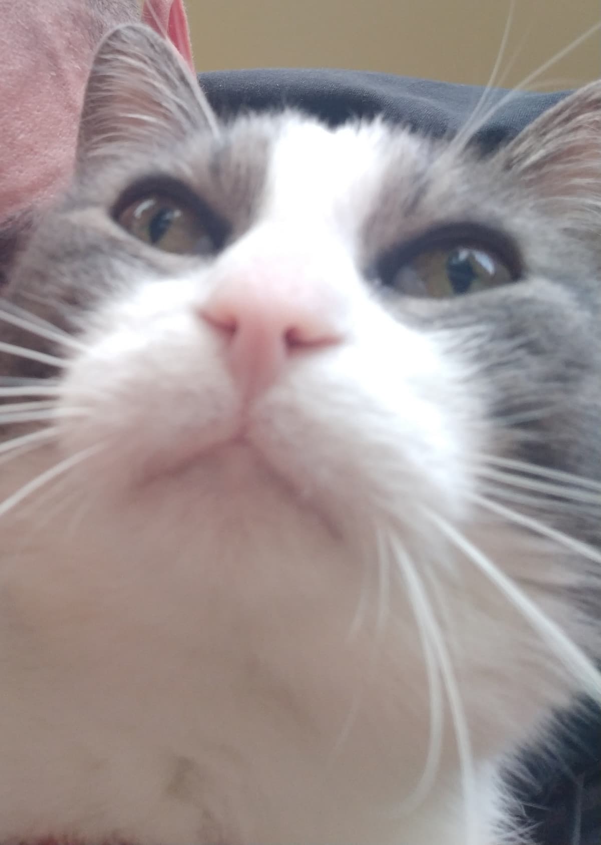 Il mio gatto quando mi faccio selfie con lui>>>>>