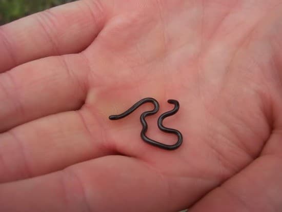 Il serpente più piccolo del mondo