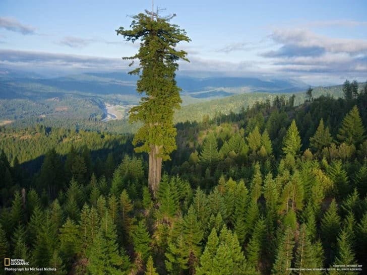 L'albero più alto del mondo