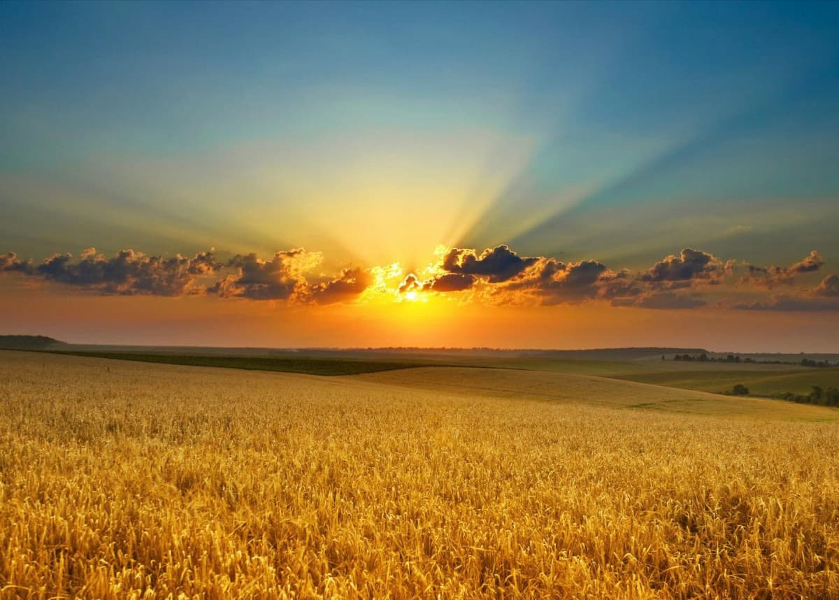 Amo i campi di grano al tramonto parte 2