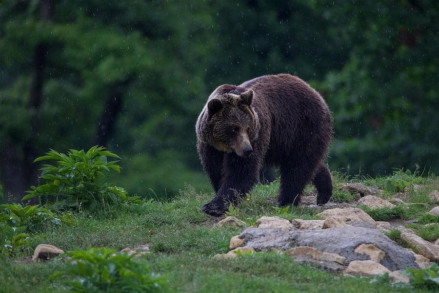 Io che in Romania ho probabilità di incontrare gli orsi anche nei parchi:  🧍🏻‍♀️