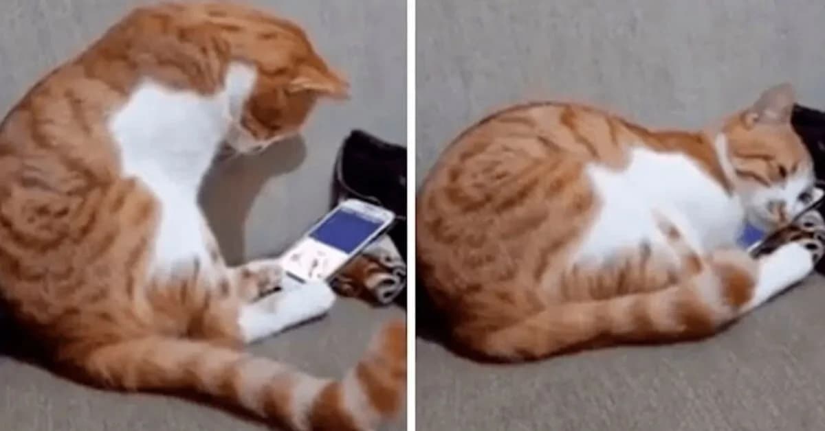 Assolutamente non io che quando non mi risponde o quando mi manca sto fisso 24/7 a riguardare le sue foto e i suoi video: