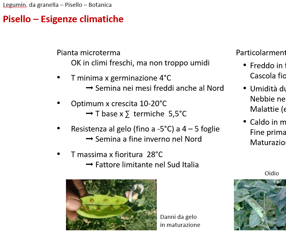 Ma ad agraria devi dare tipo gli esami di Patata 2 e Pisello 1 ??🤣🤣