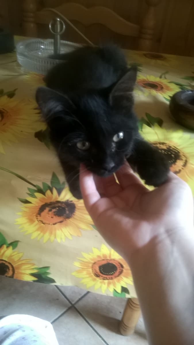 La mia Mimma :) la gattina piu cucciolona che mai..la amo ? 