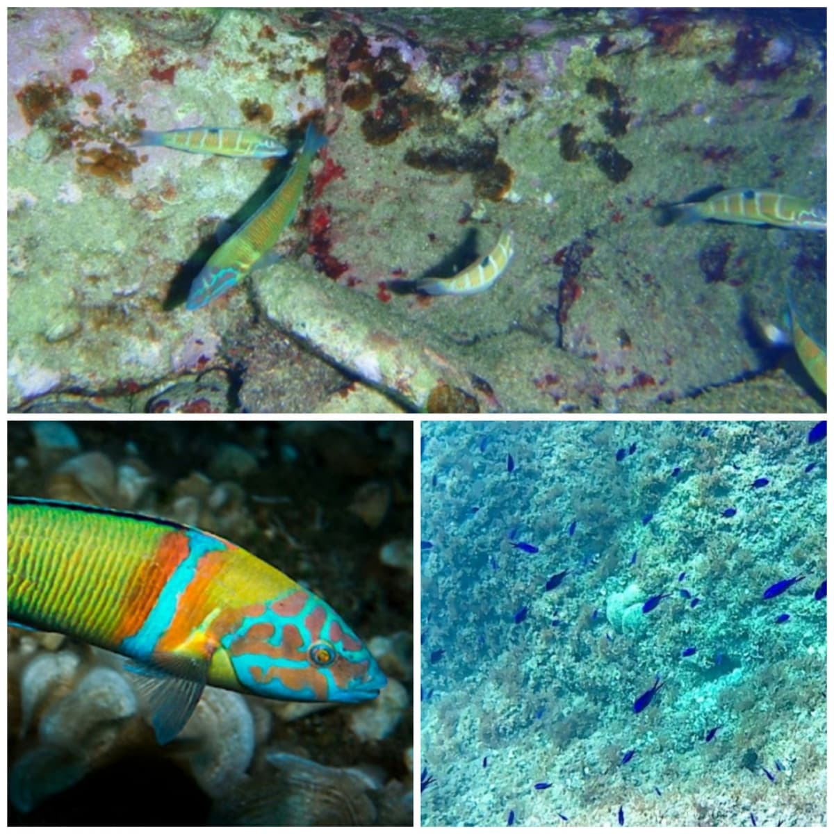 Queste sono le specie che più amo vedere nel mare (nuoto solo per questo) . Quelli blu sono castagnole piccole, quelli colorati sono donzelle pavonine o pisciu re. Oggi ho visto anche una murena e mi sono cagata in mano ? spero che nessuno riceva la sua vi