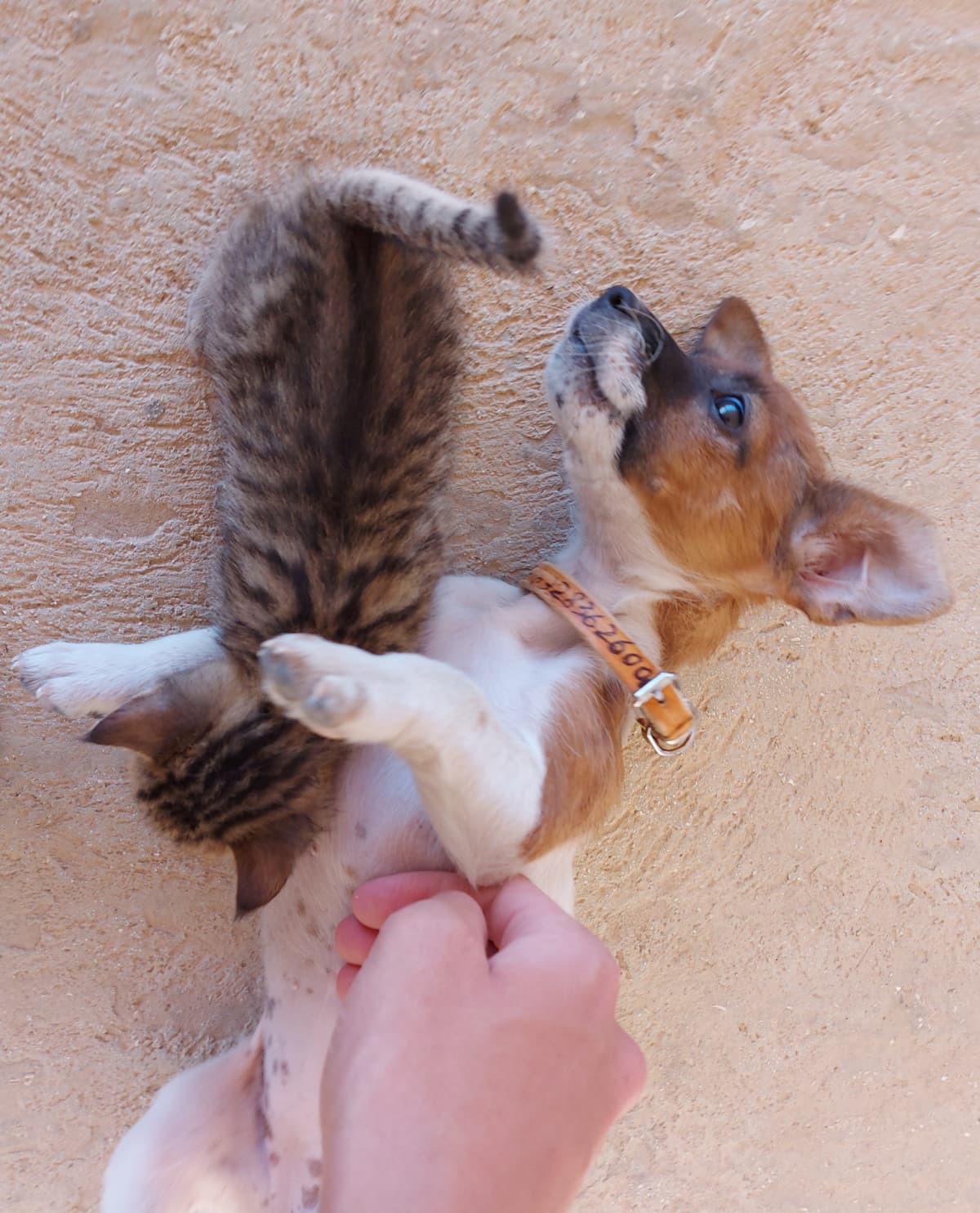 toh condivido un altro po' di amore cuccioloso