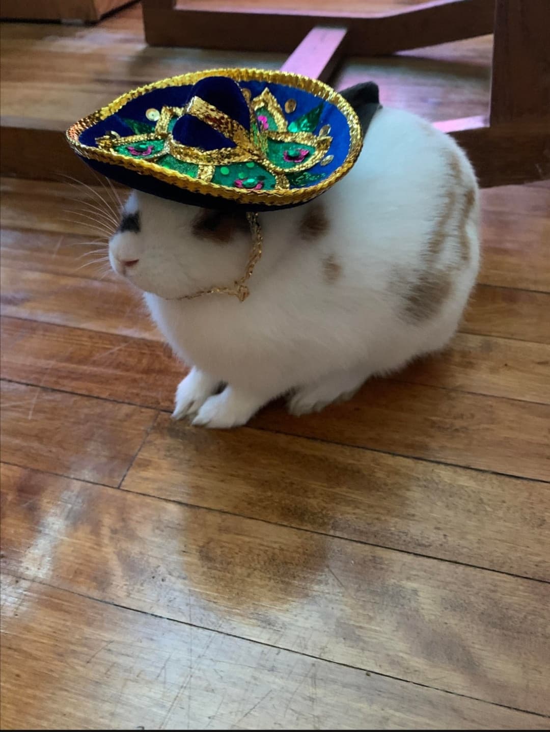 Vamonos sombrero