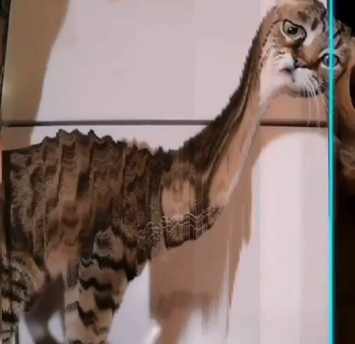 Gatto-giraffa