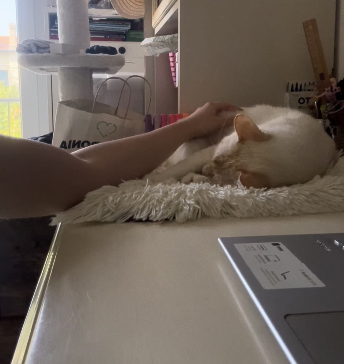 È da questa mattina che studio, e il mio gatto non mi lascia un minuto ♥️