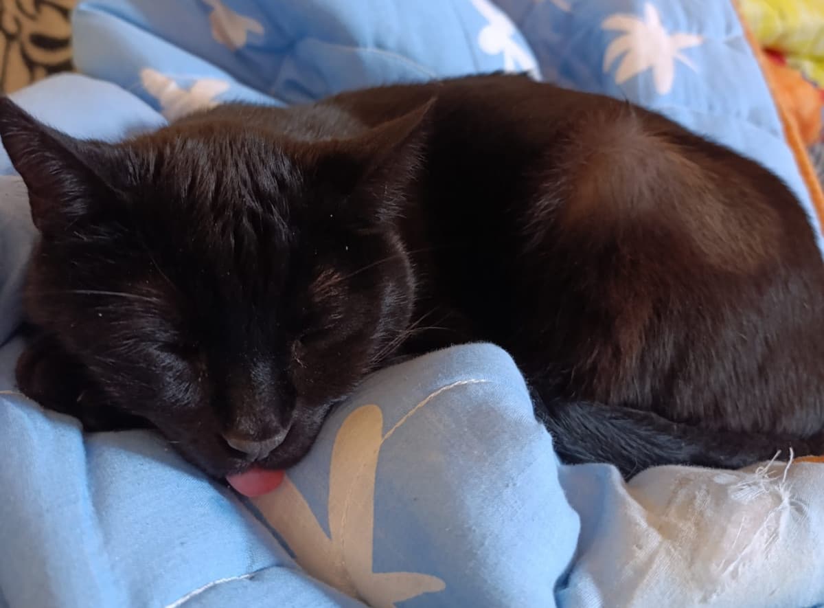 Oggi questo gatto mononeurone compie 10 anni (E io festeggio il terzo anniversario dell'orale di maturità)