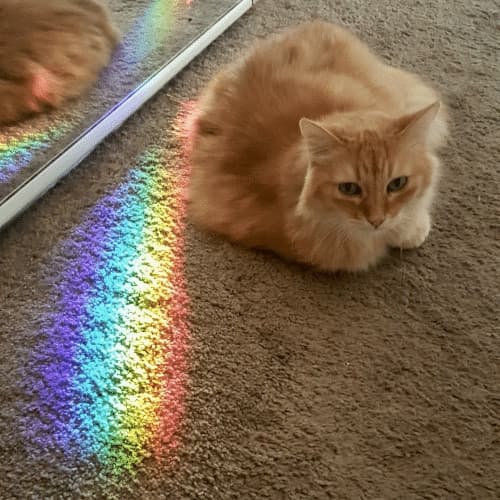 Gatto LGBT ?