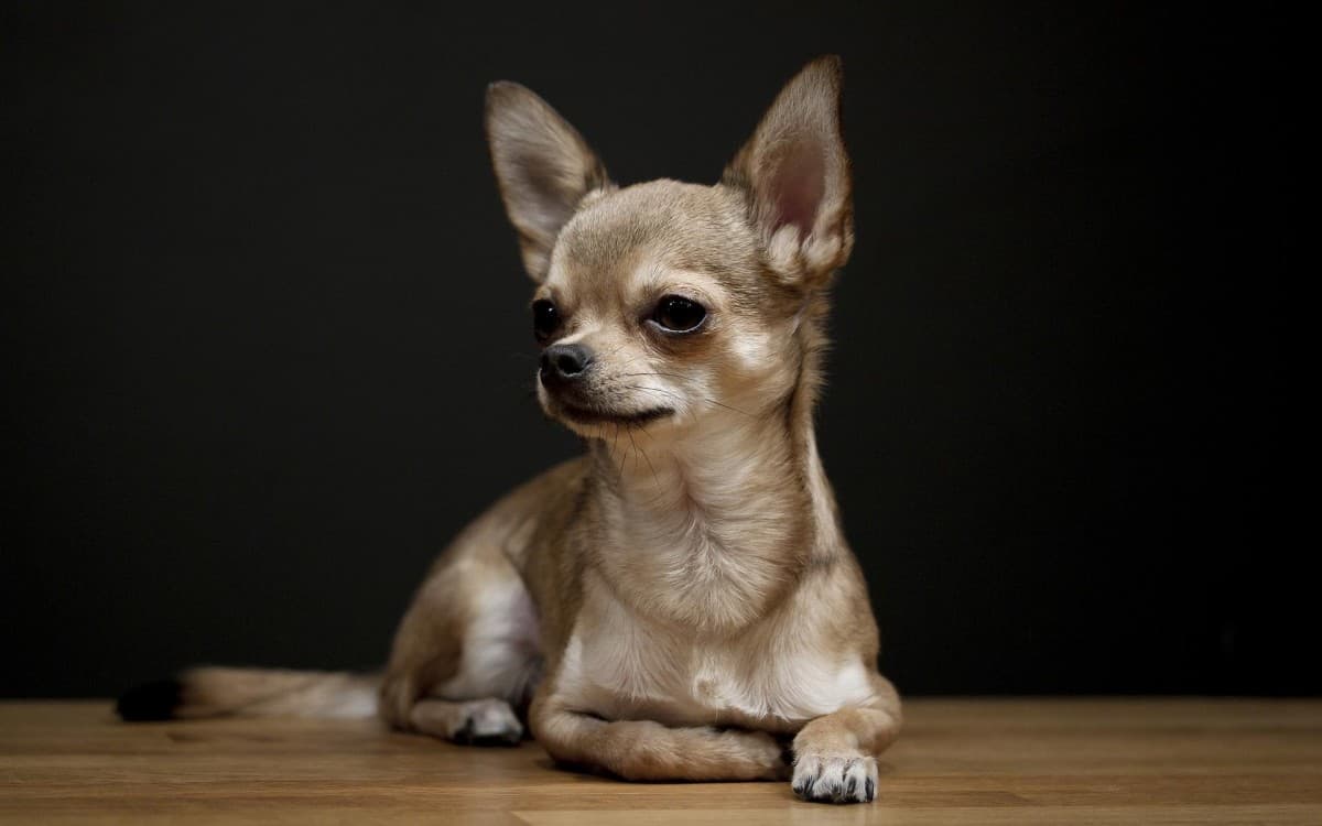 Il chihuahua può vivere a lungo?