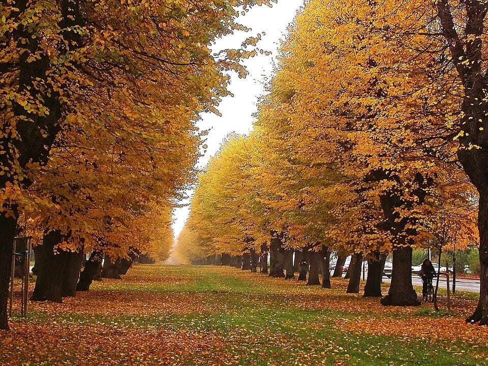 Un utente mi ha fatto venire voglia di autunno 🍁🍂