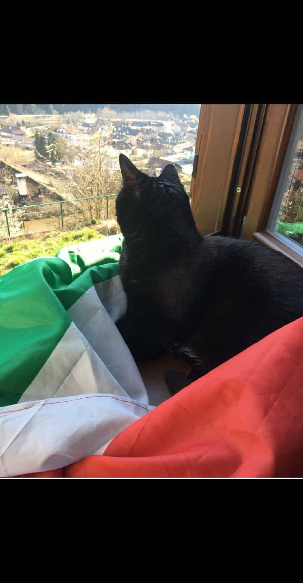 Un gatto ? ? nero ⚫, che guarda dalla finestra la prima persona che gli capita sotto tiro per portargli sfiga ed un consiglio dato da me 