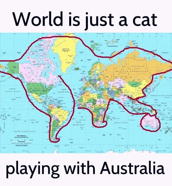 I gatti governano il mondo 