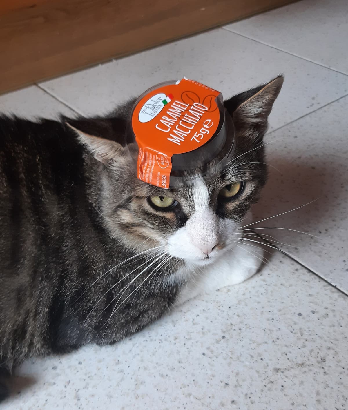 Mangiatevi il mio gattacc