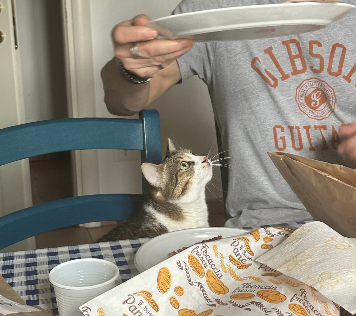 Il mio gatto che ogni volta che siamo a tavola si siede convinta di poter far parte del pranzo/cena