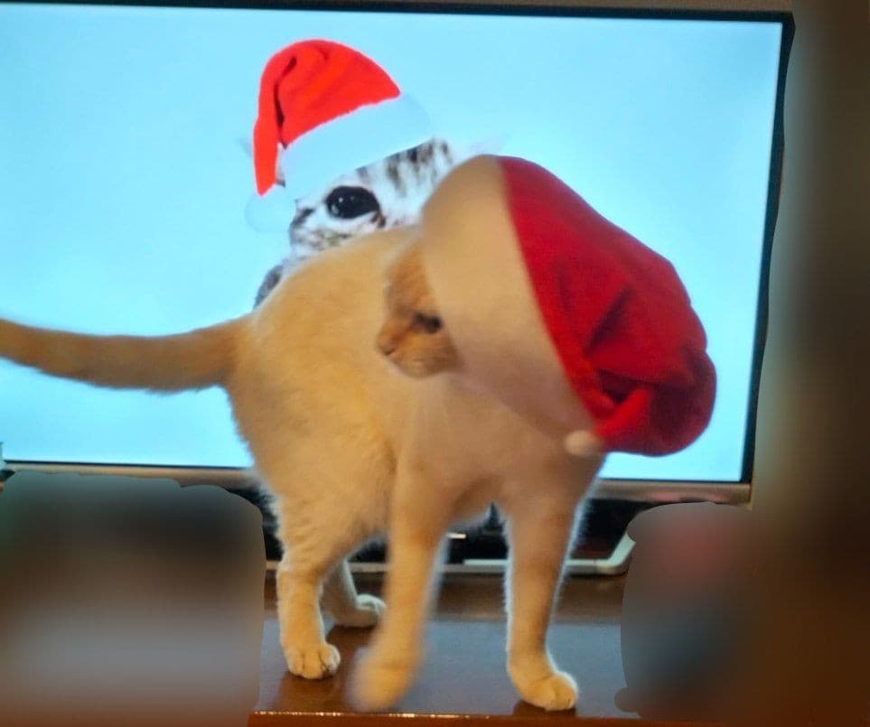 gatto natale 