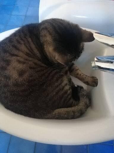 Scusate ma perché il mio gatto è nel bidet 