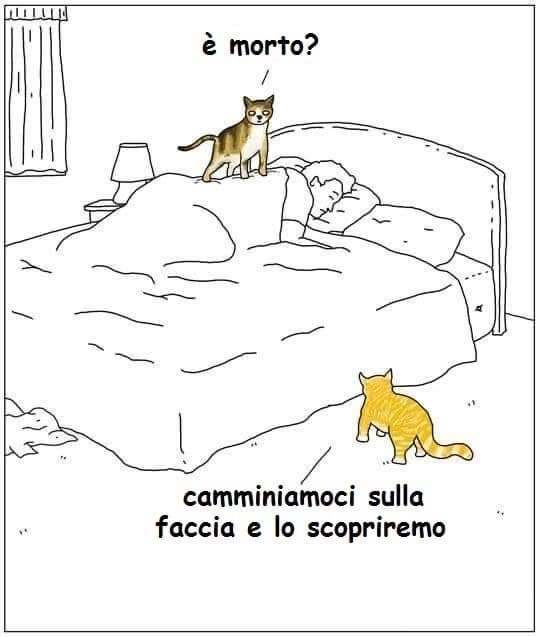 I gatti domineranno il mondo 