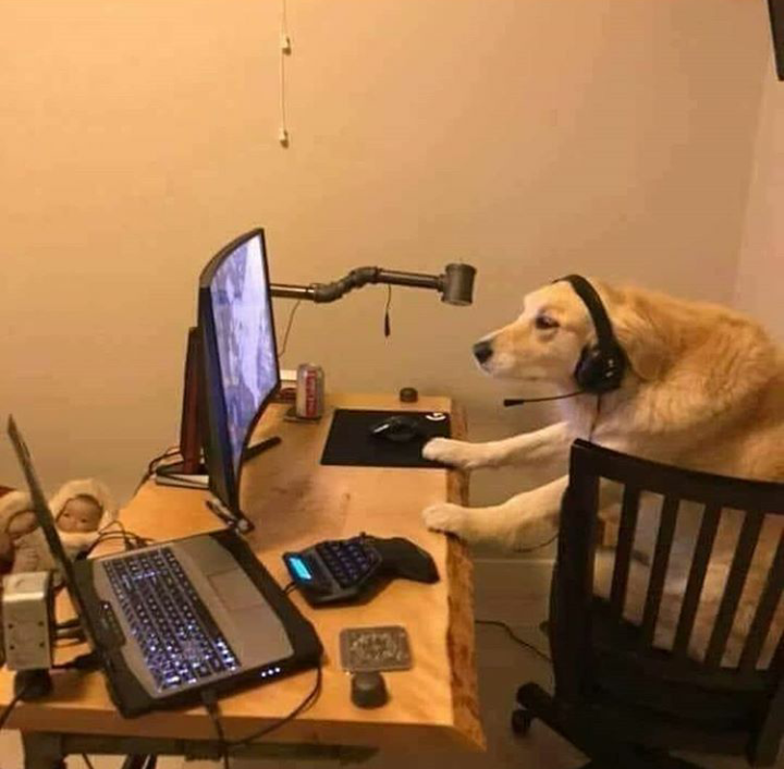 Doggo gamer