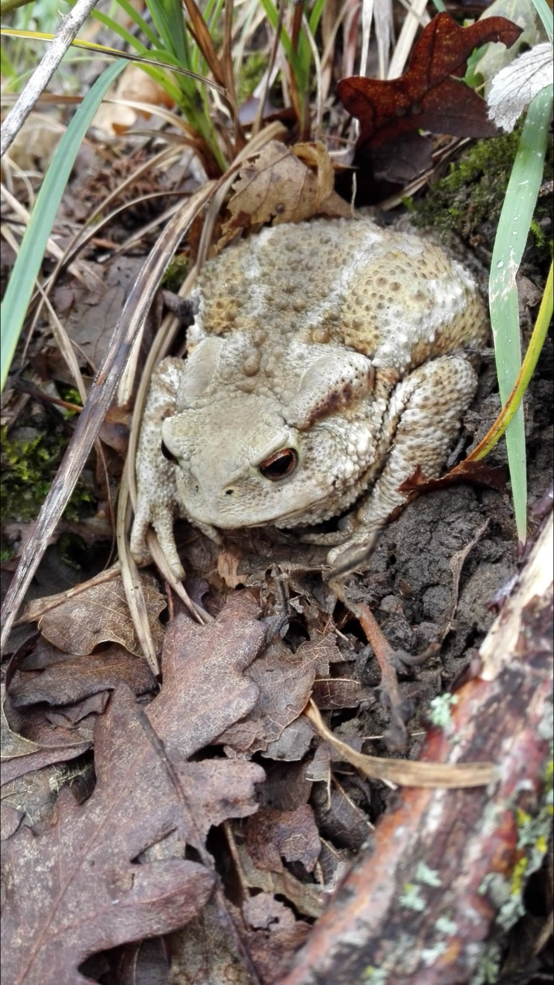 Quando sei nel bosco con la nonna ma al posto di trovare i funghi trovi un rospo, io apprezzo comunque, guardate che puccioso?