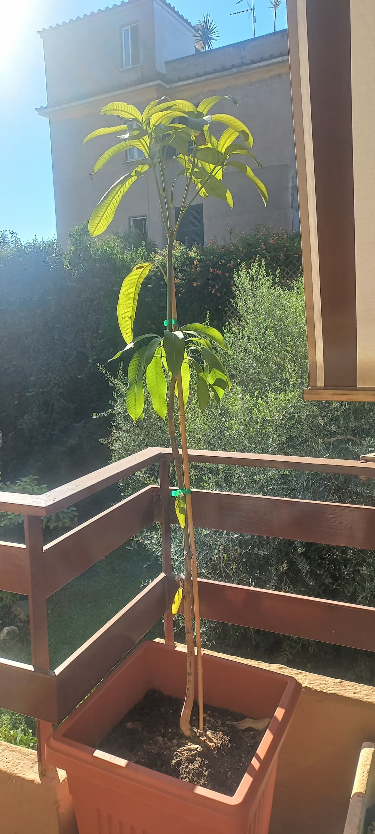 Beccatevi Armando il mango 