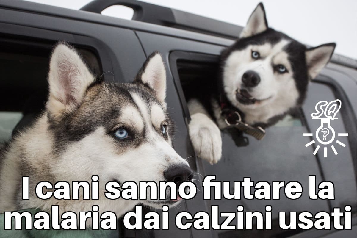 #curiosità